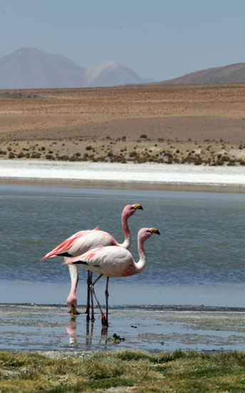 Flamingo's, Laguna Colorada, Bolivia