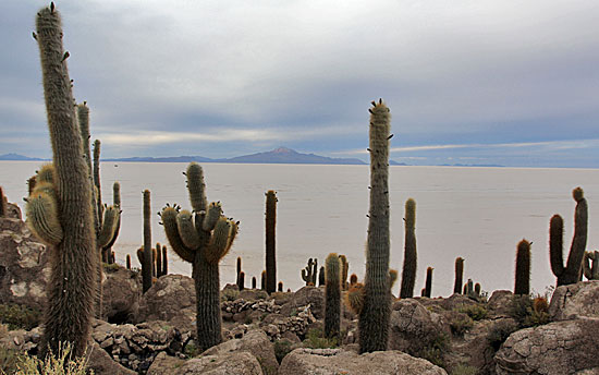 Isla Inca Huasi, Salar de Uyuni, Bolivia