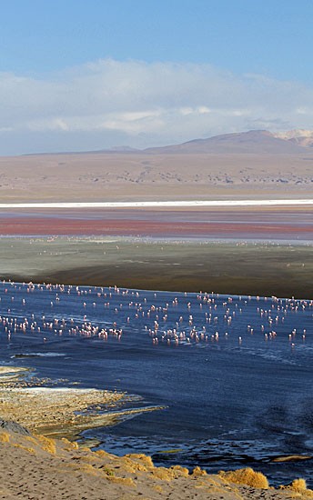 Laguna Colorada, Bolivia