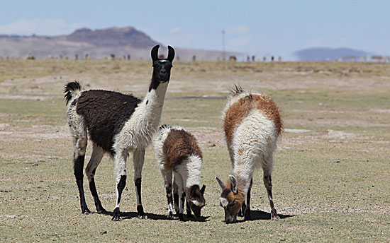 Lama's op de altiplano