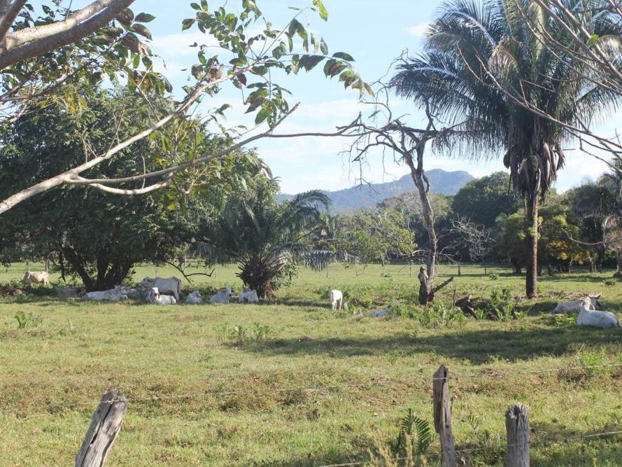 Koeien in landschap op Costa Rica
